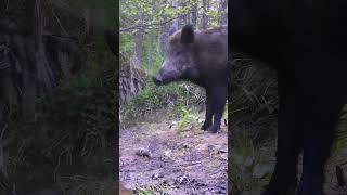 Keep watching, human, I don`t care! 🙄 Chill Wild boar ignores the camera!