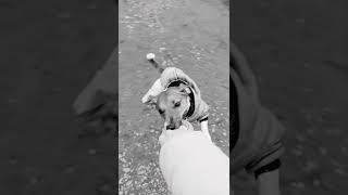 #shorts 🌌🌠🌌Space Dog🌌🌠🌌 #funnyanimals #jackrussells #funnydog #dog