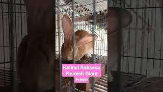 Kelinci Flemish Giant Raksasa warna Fawn