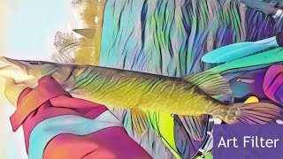 Kayak Fishing: A Solo Pike Adventure