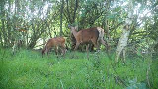 Red deer mother & calf