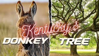 Kentucky's Legendary Donkey Tree. It really exists!