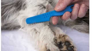 Remove Many fleas and lices from Kitten Body#ep :75