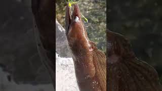 catch,jamaica sea conger # shorts #pls subscribe for more