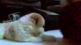 jason lim 45 days     mini poodle.avi