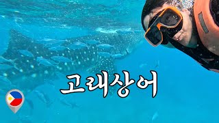 지구상에서 제일 큰 어류랑 수영해 보기 - 【필리핀8】