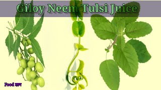 गिलोय, नीम और तुलसी का जूस पीने मिलेंगे ये 5 जबरदस्त फायदे  Giloy Neem Tulsi Juice Benefits