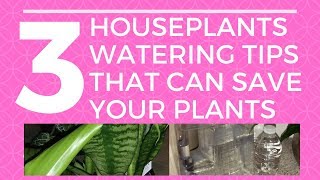 3 INDOOR PLANT CARE TIPS | WATERING PLANTS TIPS | PART 10