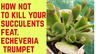 HOW NOT TO KILL Your succulent part 1| Pink Trumpet