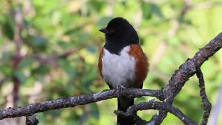 Spotted Towhee Singing A Song