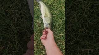 Texas Pond BASS Bit the  BLACK Senko!