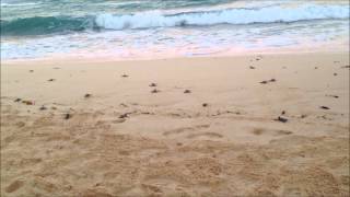 Baby Turtles head out to sea