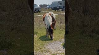 when horses visit your campsite 🐎🤗