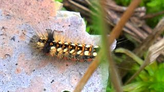 Knot grass moth (larvae)