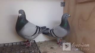 Sezon Lęgowy 2023, Pairing and Breeding Racing Pigeons Time