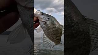 2 Catches:1 Video.    #fishing #fish #shorts