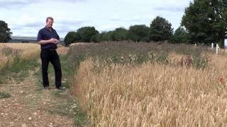 Rothamsted Research - The Broadbalk experiment