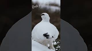 Rock ptarmigan female in winter / Femelle lagopède en hiver #wildlife #suisse #ptarmigan #lagopède