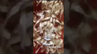 Oscar fishes #shortsfeed #short #shortvideo #aquarium #tinyfish #underwateraquarium