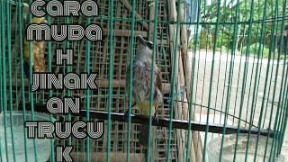 Cara MUDAH jinakan TRUCUK