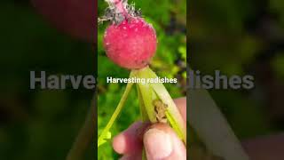 Harvesting Radishes. Organic gardening