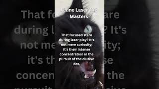 Feline Laser Tag Masters