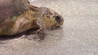 Loggerhead Release