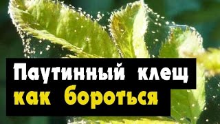 Паутинный клещ - как бороться