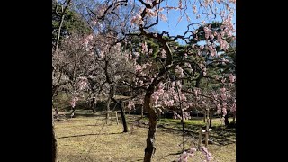 小石川後楽園梅林 Plum Blossoms at Korakuen  next to Tokyo Dome