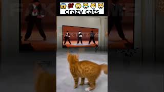 Crazy Cats 😱💯😲😹😾😺 |2024