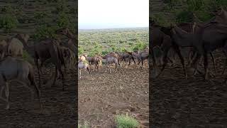 Camels group go back forest 🏞️🏔️🏔️