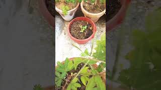 Touch Me Not Plant (chui mui) #touchmenotplant #touchmenot #shorts #viralvideo #satisfying