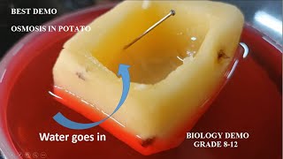 BIOLOGY DEMO | OSMOSIS IN POTATO | STD 8-12