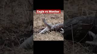 Eagle vs Monitor #eagle #monitor #lizard #eagleattack #eagleeyes #eaglehunting #eaglesound #share