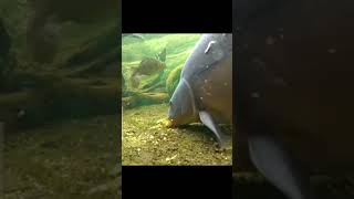 @DKARPIO #shortvideo #short #fish