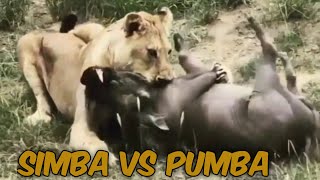 Simba #lion vs pumba (wild pig)