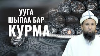 УУГА ШЫПАА БАР  КУРМАДА