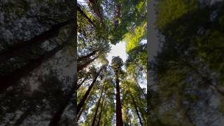 Sky Walk Trail 🌲 Humboldt County, CA 📍 #redwoods #sequoia #humboldtcounty #explore #greatoutdoors