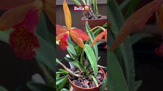 ✅Hermosa Cattleya Mini🧡#orchids#cattleya#greenhouse#summer#flowers#viralvideo