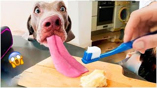 Try brushing your dog's teeth? It's not possible 🤣😍