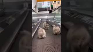 Cute Puppies Riding On An Escalator #shorts #cute #puppy #dog #malamute