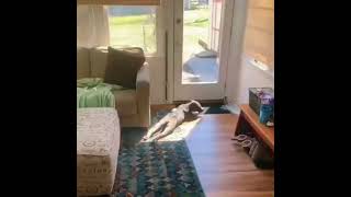 Solar powered dog #shorts