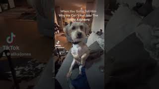 I talk to him like a real kid!! #reels #shortsvideo #shortsviral #dogreels #shorts #dog #doglover