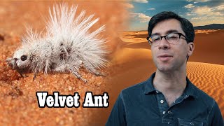 Velvet Ant, a Hirsute Fake Ant