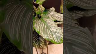 Calathea Ornatha#pinstripeplant