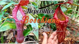 Melihat Nepenthes Boschiana di Habitat " Nepenthes Boschiana in Situ.