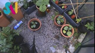 There's a rat in my greenhouse, What am I going to do? Timelapse Video