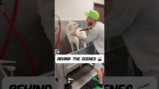 Some more behind the scenes 🎬😁 #greatpyrenees #oldenglishsheepdog #siberianhusky #dogbath