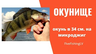 Речной окунь в 34 см.  пойманный микроджигом.