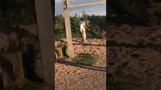 Patang Bazi in UK ( Kite Flying ) Ustad Naji in Action